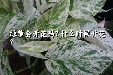 绿萝会开花吗？什么时候开花？