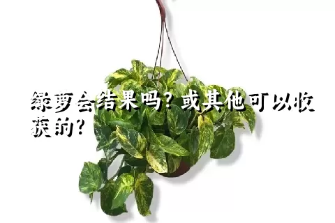 绿萝会结果吗？或其他可以收获的？