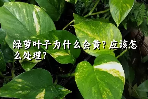 绿萝叶子为什么会黄？应该怎么处理？