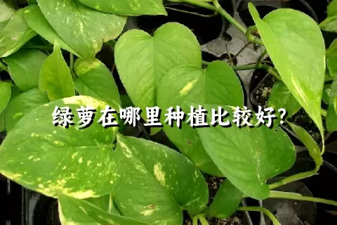 绿萝在哪里种植比较好？