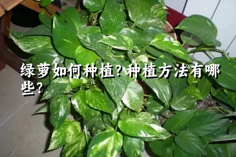 绿萝如何种植？种植方法有哪些？