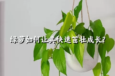 绿萝如何让其快速茁壮成长？