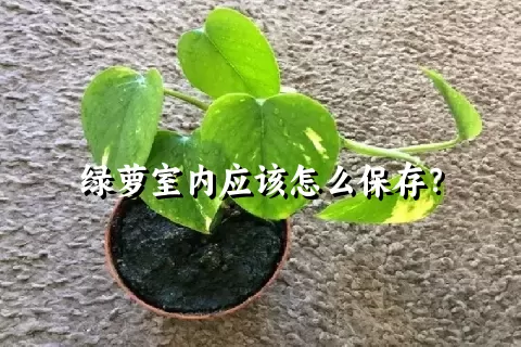 绿萝室内应该怎么保存？