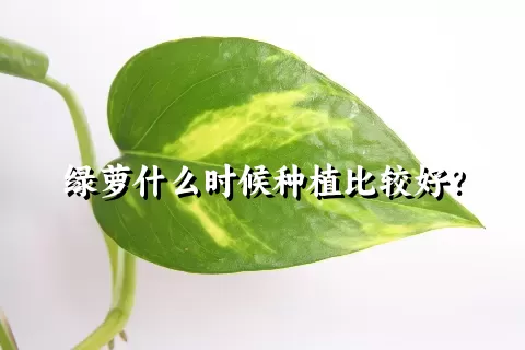 绿萝什么时候种植比较好？