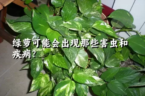 绿萝可能会出现那些害虫和疾病？