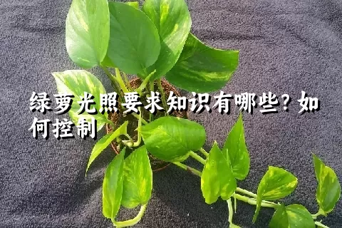 绿萝光照要求知识有哪些？如何控制