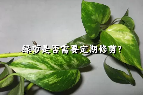 绿萝是否需要定期修剪？