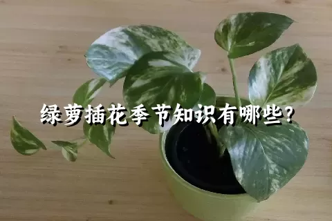 绿萝插花季节知识有哪些？