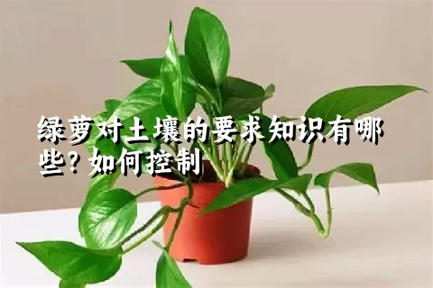 绿萝对土壤的要求知识有哪些？如何控制