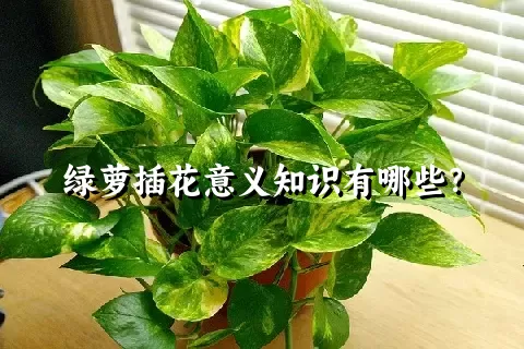 绿萝插花意义知识有哪些？