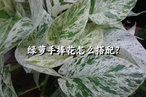 绿萝手捧花怎么搭配？