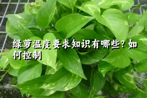 绿萝温度要求知识有哪些？如何控制