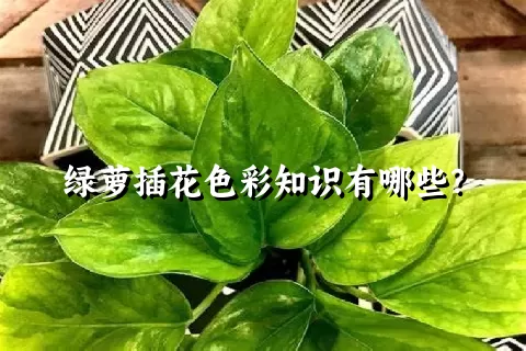 绿萝插花色彩知识有哪些？