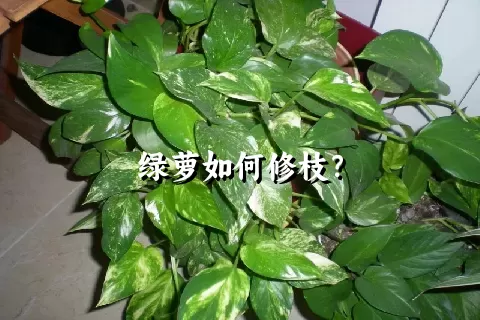 绿萝如何修枝？