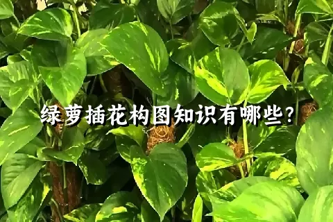 绿萝插花构图知识有哪些？