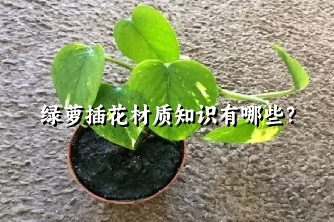 绿萝插花材质知识有哪些？