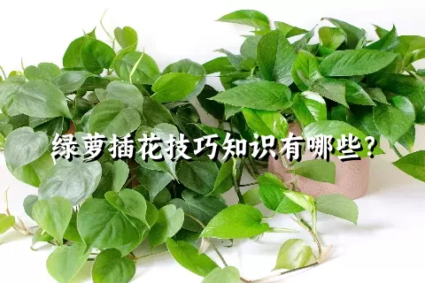 绿萝插花技巧知识有哪些？