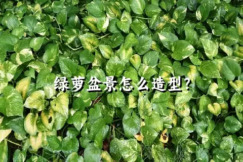 绿萝盆景怎么造型？