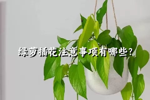 绿萝插花注意事项有哪些？