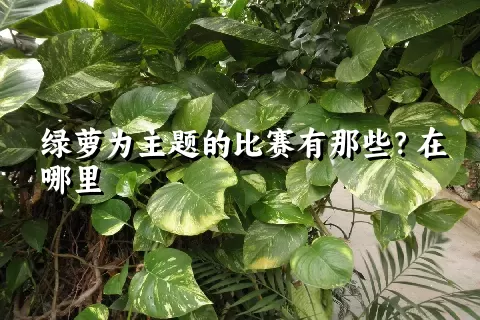 绿萝为主题的比赛有那些？在哪里