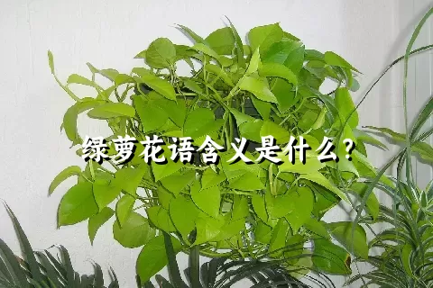 绿萝花语含义是什么？