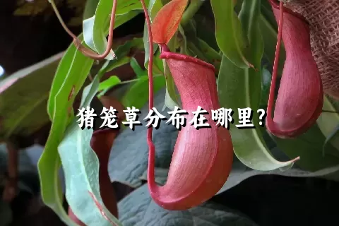 猪笼草分布在哪里?