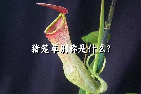 猪笼草别称是什么？