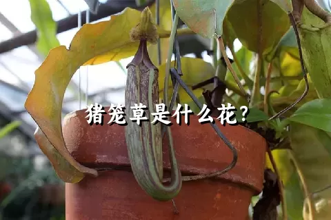 猪笼草是什么花？