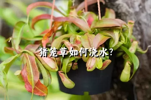 猪笼草如何浇水？