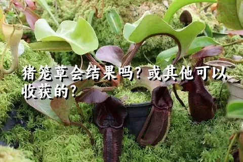 猪笼草会结果吗？或其他可以收获的？