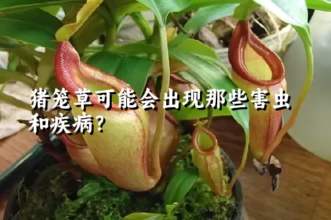 猪笼草可能会出现那些害虫和疾病？