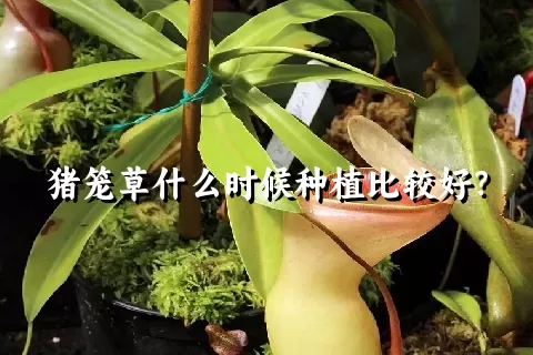 猪笼草什么时候种植比较好？