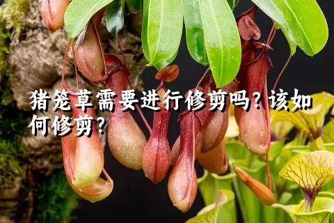 猪笼草需要进行修剪吗？该如何修剪？