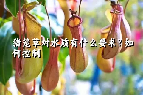 猪笼草对水质有什么要求？如何控制