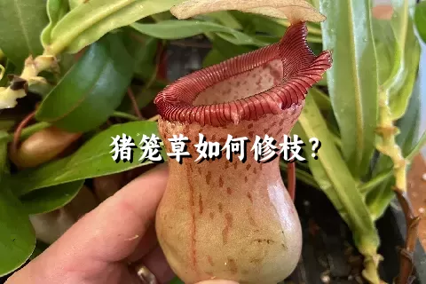 猪笼草如何修枝？