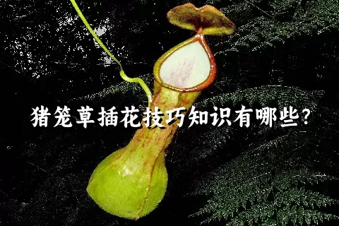 猪笼草插花技巧知识有哪些？