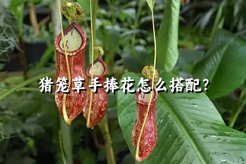 猪笼草手捧花怎么搭配？