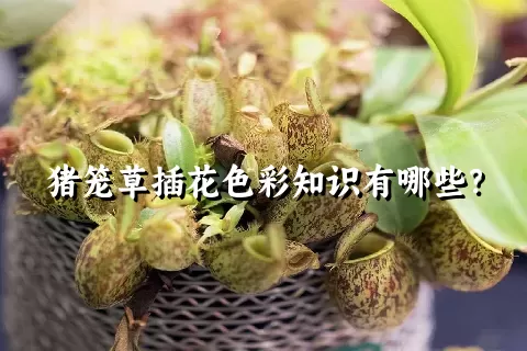 猪笼草插花色彩知识有哪些？