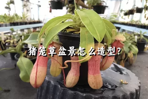 猪笼草盆景怎么造型？