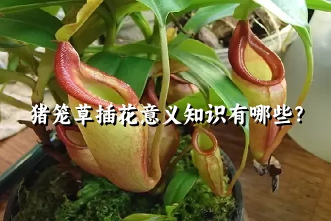 猪笼草插花意义知识有哪些？