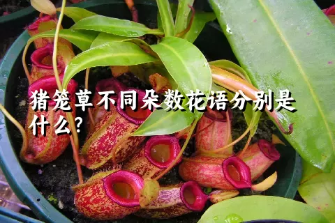 猪笼草不同朵数花语分别是什么？