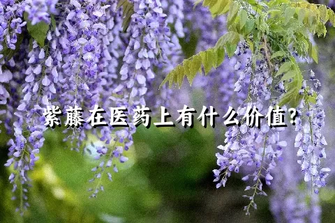 紫藤在医药上有什么价值？