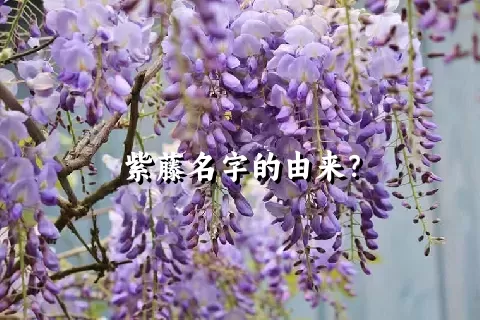 紫藤名字的由来？