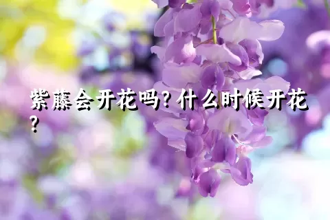 紫藤会开花吗？什么时候开花？