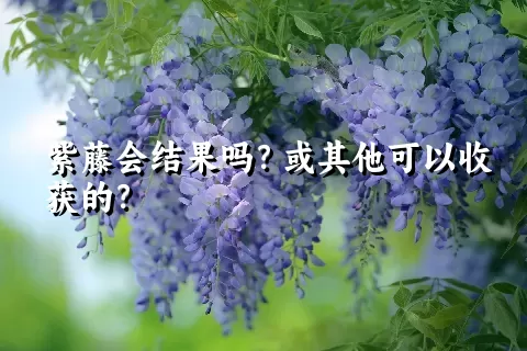 紫藤会结果吗？或其他可以收获的？