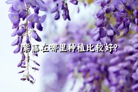 紫藤在哪里种植比较好？