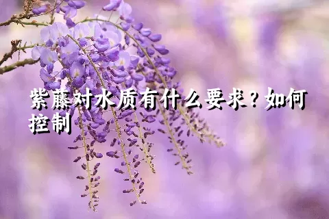 紫藤对水质有什么要求？如何控制