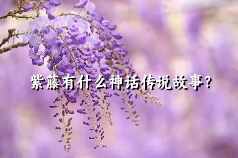 紫藤有什么神话传说故事？