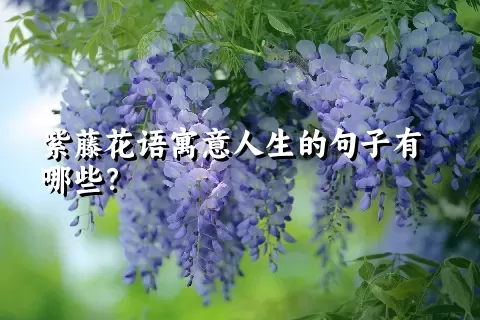 紫藤花语寓意人生的句子有哪些？