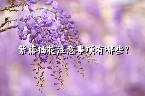 紫藤插花注意事项有哪些？